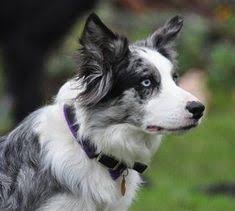 For a pup to possess this color, one of its parents should carry the merle gene or the incomplete gene. 110 Border Collie Blue Merle Ideen Hunde Border Collie Australian Shepherds