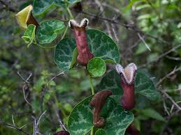 Последние твиты от native flowers (@native_flowers). 30 Wildflowers Of Central Chile Coigue Expeditions