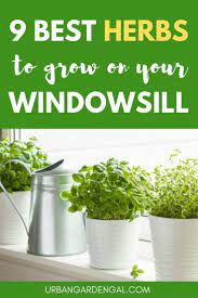 Growing Herbs On Your Kitchen Windowsill Is A Great Way To Bring Greenery To Your Home While Al Best Herbs To Grow Growing Herbs Indoors Herb Garden In Kitchen