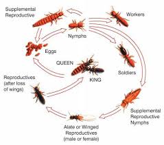 Subterranean Termites