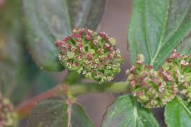 Image result for Euphorbia hirta