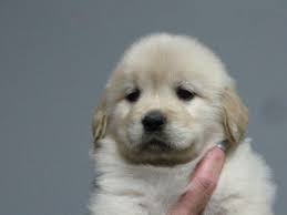Check spelling or type a new query. Beautiful Akc Show Quality Golden Retriever Puppies For Sale In Williston Florida Classified Americanlisted Com