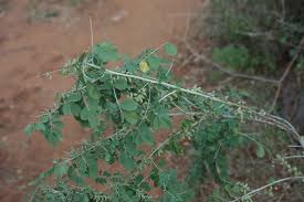 Image result for Indigofera roseo-caerulea