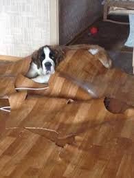 Playing Gone Very Very Wrong Puppy Pictures Funny Dog Pictures Funny Puppy Pictures