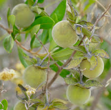 Image result for Diospyros dichrophylla