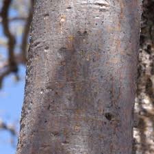 Image result for Schinziophyton rautanenii