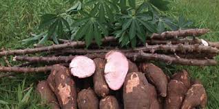 Demikian informasi tentang cara membuat keripik singkong dengan mudah tanpa harus mengeluarkan budget yang banyak. 6 Resep Kreasi Olahan Singkong Kekinian Bisa Jadi Ide Jualan Menguntungkan Merdeka Com