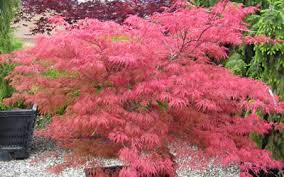 Japanese maples are the most desirable garden trees that exist.a tree in fall is guaranteed to turn heads and gather admiring looks and the enormous variety of leaf forms, colors and tree shapes means that no matter what your taste or space restrictions, there will be a tree for you. Watnong Japanese Maple 3 Gallon Tree Japanese Maples Gardener Direct
