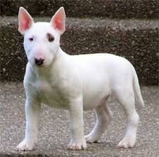 Eger Bu Cins Kopeklere Karsi Bir Tehdit Olusmussa Son Derece Saldirgan Ve Tehlikeli Olurlar Iyi B Family Dogs Breeds Miniature Bull Terrier Bull Terrier Puppy