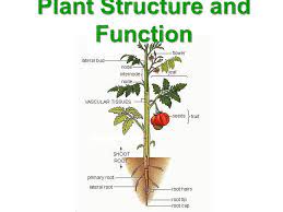 Plant Structure And Function Ppt Video Online Download