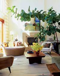 Fiddle leaf fig care information. Love The Plant Big House Plants Big Plants Fiddle Leaf Fig