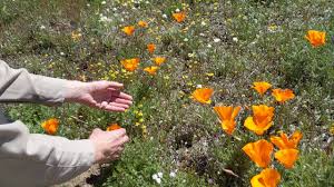 The flower fields is closed. Watch The Wildflower Bloom In Southern California Online Curbed La