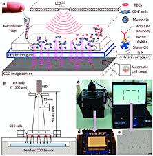 Image result for CD4 Cell Count