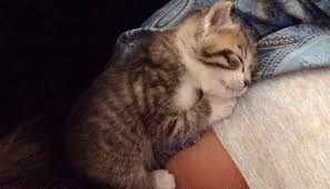 Junk Yard Kitten Experieinced His First Hug Couldn T Stop Cuddling His Rescuer Since Love Meow Mama Cat Cats Cute Animal Pictures