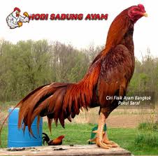 Namun perlu di ingat,ayam juga harus memiliki pukulan yang terarah. Bentuk Dan Model Kaki Ayam Petarung Pukul Saraf Ko Ciri Ayam Pukul Saraf Pada Ayam Aduan Sidomulyo Farm Jenis Ayam Petarung Ini Di Lapangan Pertarungan Sabung Ayam Dan Tetap