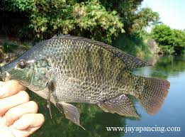 Tips Mancing Ikan Nila Yang Susah Makan Yang Hidup Di Alam Liar Ataupun Di Kolam Tips Yang Akan Kami Berikan Ini Dijamin Ikan Akan Mendekat Dan Langs Ikan Tips