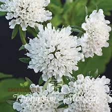 Image result for Scabiosa drakensbergensis