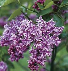 Sensation Lilac Finegardening Syringa Vulgaris Lilac Flowers Lilac Bushes