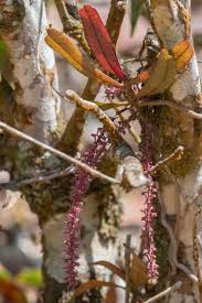 Image result for Rhipidoglossum rutilum