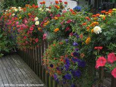 These planter ideas for the front of the house come from home gardens i have visited. Pin By Cindy Moore On My Garden Balcony Flower Box Railing Flower Boxes Deck Railing Planters Flowers
