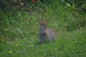 This version has raised posts so that chicken wire can be attached to keep out rabbits. How To Protect Raised Garden Beds From Critters Better Gardener S Guide