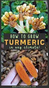 How To Grow Turmeric In Containers In Any Zone Homestead And Chill Growing Vegetables Grow Turmeric Food Garden