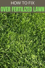 How To Fix Over Fertilized Lawn Lawn Care Tips Lawn Lawn Fertilizer