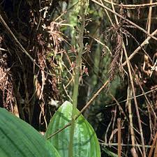 Image result for Liparis