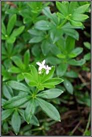 — 1102 4th st, fulton, illinois 61252 — оценка 4.9 на основании 31 отзыв «this is an incredible store! Irish Wildflowers Sweet Woodruff