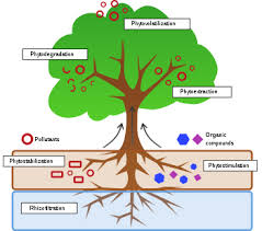 Physical, biological and chemical contamination. Phytoremediation Wikipedia