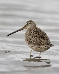 Small Bird With Long Legs And Long Beak Long Billed Dowitcher Whatbird Com Pet Birds Beautiful Birds Sea Birds