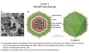 During the past decade, asfv has spread into eastern europe and russia (1,2) and most recently into china (3,4) and belgium (5). African Swine Fever Could Kill 200 Million Chinese Pigs World Economic Forum