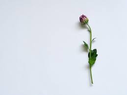 We did not find results for: Tips For Making Your Own Wedding Bouquets Holidappy