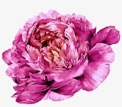Most recent images pink peonies thoughts the peony is outrageously beautiful flowering coming. This Graphics Is Peony Vector About Pink Peony Exquisite Png Image Transparent Png Free Download On Seekpng