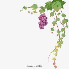 grape grape leaves green grapes fruit png transparent clipart image and psd file for free download grapes green grapes fruit art