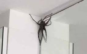 O nome armadeira vem do fato dela ficar em posição de ataque, como se tivesse armando um bote. Aranhas Gigantes Assustam Moradores Em Belo Horizonte Picada E Dolorosa