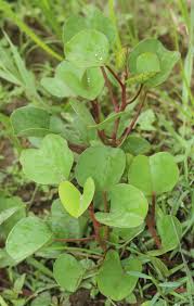 Image result for Ipomoea asarifolia