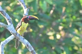 Image result for Ozoroa viridis