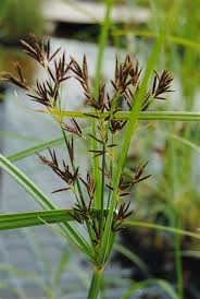 Image result for Cyperus longus