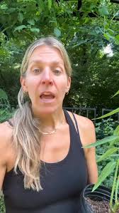 Monarch butterflies are in real trouble. Like, going extinct kind of  trouble. 🦋💔, And one of the biggest reasons?, We’re not planting enough  native milkweed—the only plant their babies can eat. Not ...