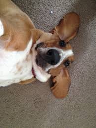 Whether you're looking for pet food online, pet toys, training aids, pet cleaning products, pet bedding, pet healthcare and veterinary items or other pet supplies, you'll find your pet shop needs here at. Vet 2 Pet 690 Bacchus Marsh Rd Lara Vic 3212 Australia