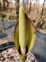 Image result for Amorphophallus richardsiae