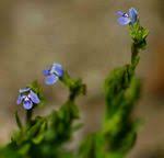 Image result for Stemodiopsis buchananii