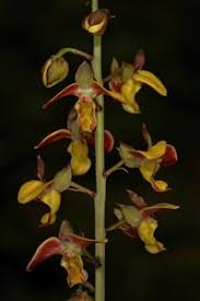 Image result for Eulophia tuberculata