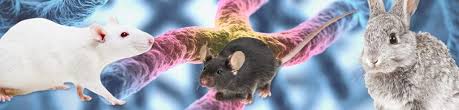 A wide variety of organisms have been genetically modified (gm), from animals to plants and microorganisms. Transgenic Animal Models Mouse Rat Rabbit 100 Custom