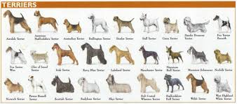 What American Kennel Club Akc Group Is The Boston Terrier