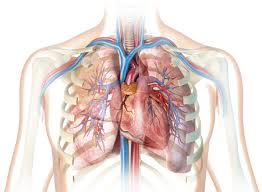 They are somewhat rare, but not too valuable. Rib Cage Lungs Stock Photos And Images 123rf
