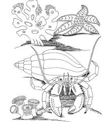 40+ sea life coloring pages for printing and coloring. Free Printable Ocean Coloring Pages Under The Sea