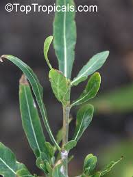 Image result for Garcinia volkensii
