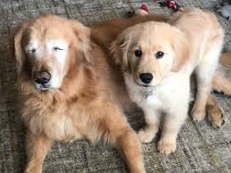Golden retriever terrier mix puppies (hvn > new haven) hide this posting restore restore this posting. A Blind Golden Retriever Has His Own Seeing Eye Puppy